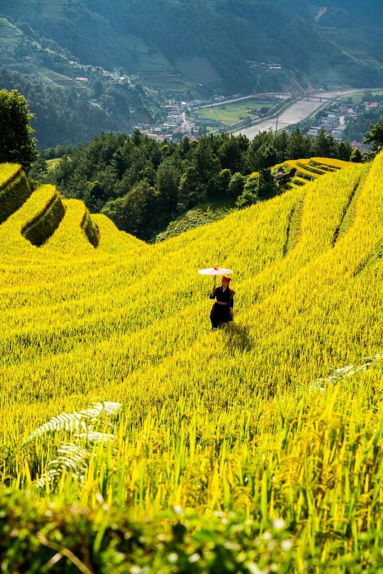mountains, plateau, nature, step, field, people, rice, countryside, outdoors, agriculture